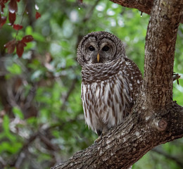 Obraz premium Barred Owl 