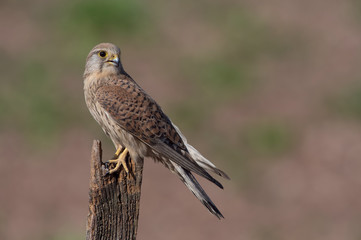 Kestrel (Falco tinnunculus)/Kestrel perched on a fence in a field