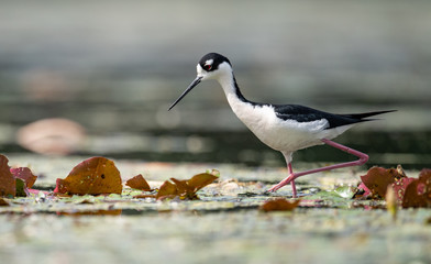 Black Necked Stilt