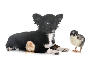 puppy chihuahua and chick