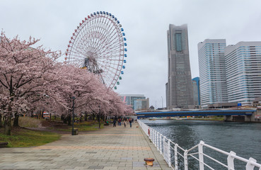Spring scenery of Yokohama Minatomirai Bay area with Sakura cherry blossom, Japan