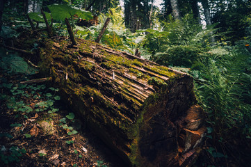Fototapeta na wymiar tree in a moss forest