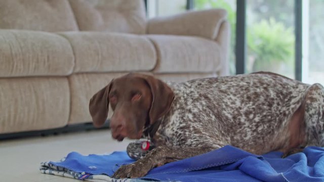 german pointer dog sitting inside a house