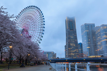 Spring scenery of Yokohama Minatomirai Bay area at sunset twilight with Sakura cherry blossom, Japan
