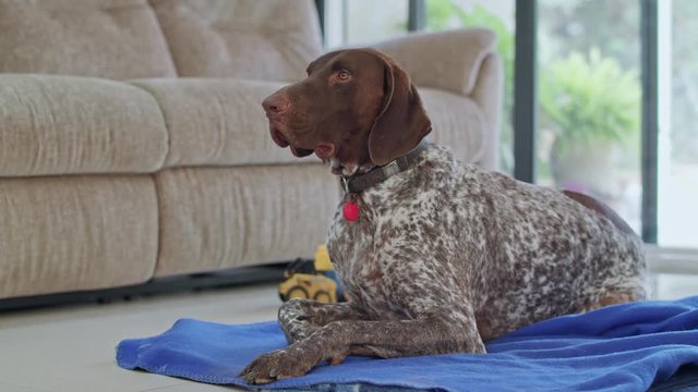 german pointer dog sitting inside a house