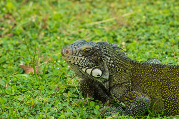 Iguanas en los Llanos Orientales Colombianos