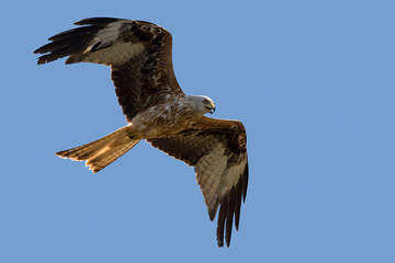Red Kite (Milvus milvus)/Red Kite flying through a clear blue summer sky