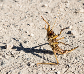 Large brown grasshopper stands on the ground in a protective pose with its paws raised, on the Golan Heights in Israel.