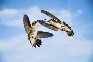Obraz premium Black-Chinned and Annas's Territory Dispute