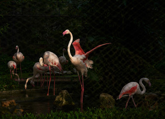A beutiful flamingo bird spreading wings