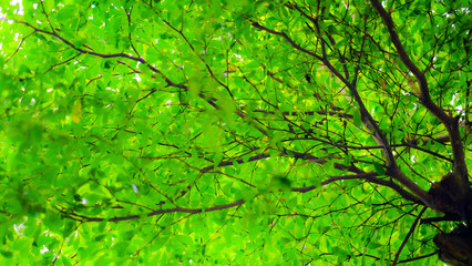 background with green leaves