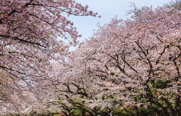Beautiful sakura cherry blossom in Ueno park, spring season at Tokyo, Japan