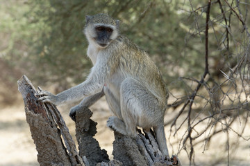 Vervet Monkey ( Chlorocebus ) sits on a tree stump, Chobe National Park, Botswana, Africa