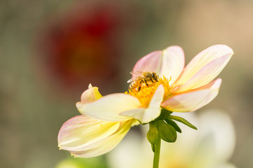 Fototapeta na wymiar Halskrausen-dahlie (Korbblütler) wird von Biene bestäubt.