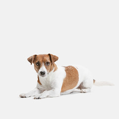 Jack Russell Terrier, isolated on white at studio