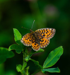 Butterfly on grass