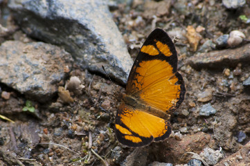 Borboleta-monarca
