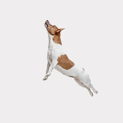 The jumping Jack Russell Terrier, isolated on white at studio