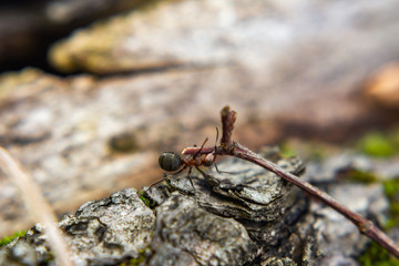 Hardworking ants carry twigs