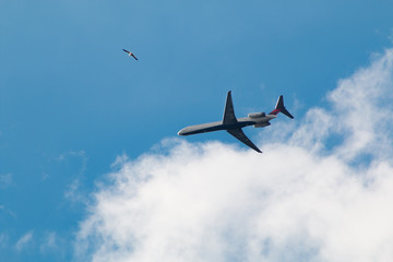 airplane in the sky with bird