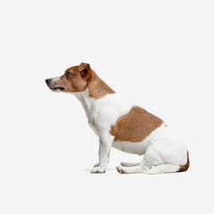 Jack Russell Terrier, isolated on white at studio