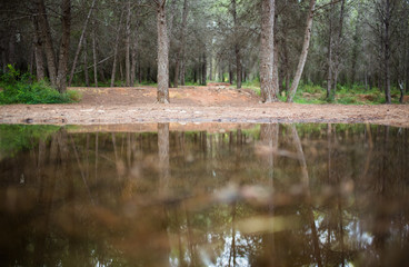 Reflejo en el charco