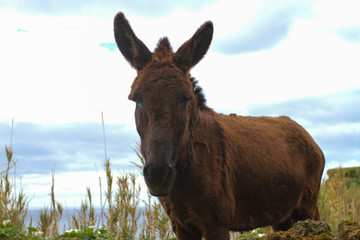 Burro castanho