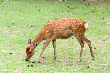 Naklejka na ściany i meble One of the famous sacred sika deers in Nara, Japan