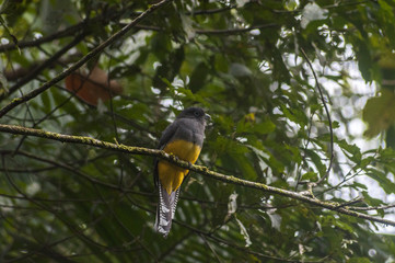 Surucuá-grande-de-barriga-amarela(Trogon viridis)