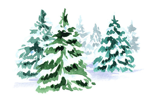Winter forest. Christmas fir tree. Watercolor hand drawn illustration, isolated on white background