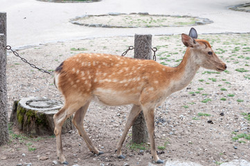 One of the famous sacred sika deers in Nara, Japan