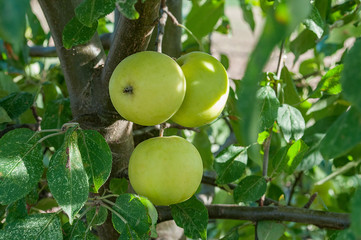 3 unreife grüne Äpfel am Baum
