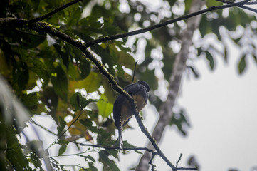 Surucu&aacute;-grande-de-barriga-amarela(Trogon viridis)
