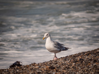 bird