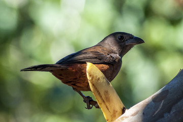 Fêmea de Tie-Preto