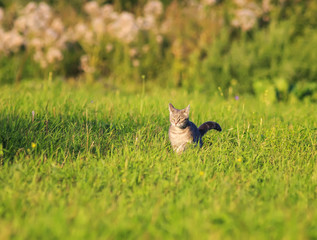 cute striped cat is running rapidly on the green grass in the spring bright Sunny meadow