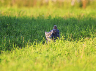 cute striped cat is running rapidly on the green grass in the spring bright Sunny meadow