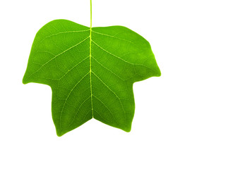 leaf isolated nature autumn spring background