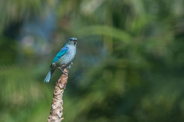 Sanhaçu-do-Encontro-Azul