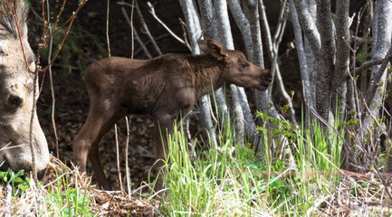 Baby moose standing in alder forest © latitude59