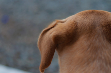 Labrador ear