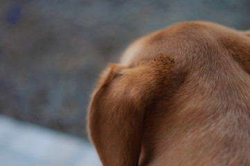 Labrador ear