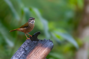 Pula-pula-ribeirinho, Myiothlypis rivularis