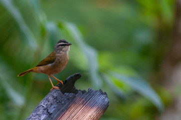 Pula-pula-ribeirinho, Myiothlypis rivularis