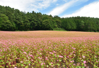 赤そばの里　箕輪町