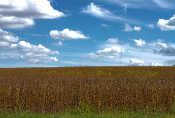 Soybeans before Indiana Harvest