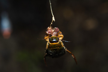 Beetle swimmer grabbed the worm on the hook