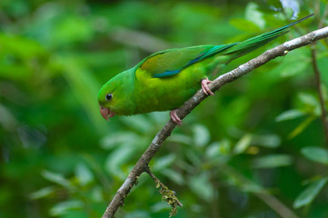 Periquito-Rico, Brotogeris Tiririca