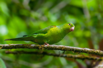 Periquito-Rico, Brotogeris Tiririca