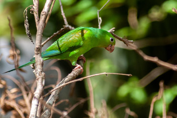Periquito-Rico, Brotogeris Tiririca